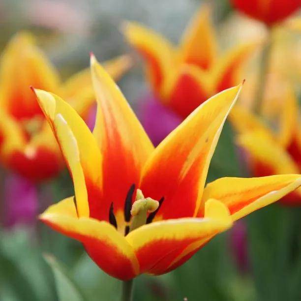 Synaeda King Tulip (Tulipa Synaeda King) Img 1
